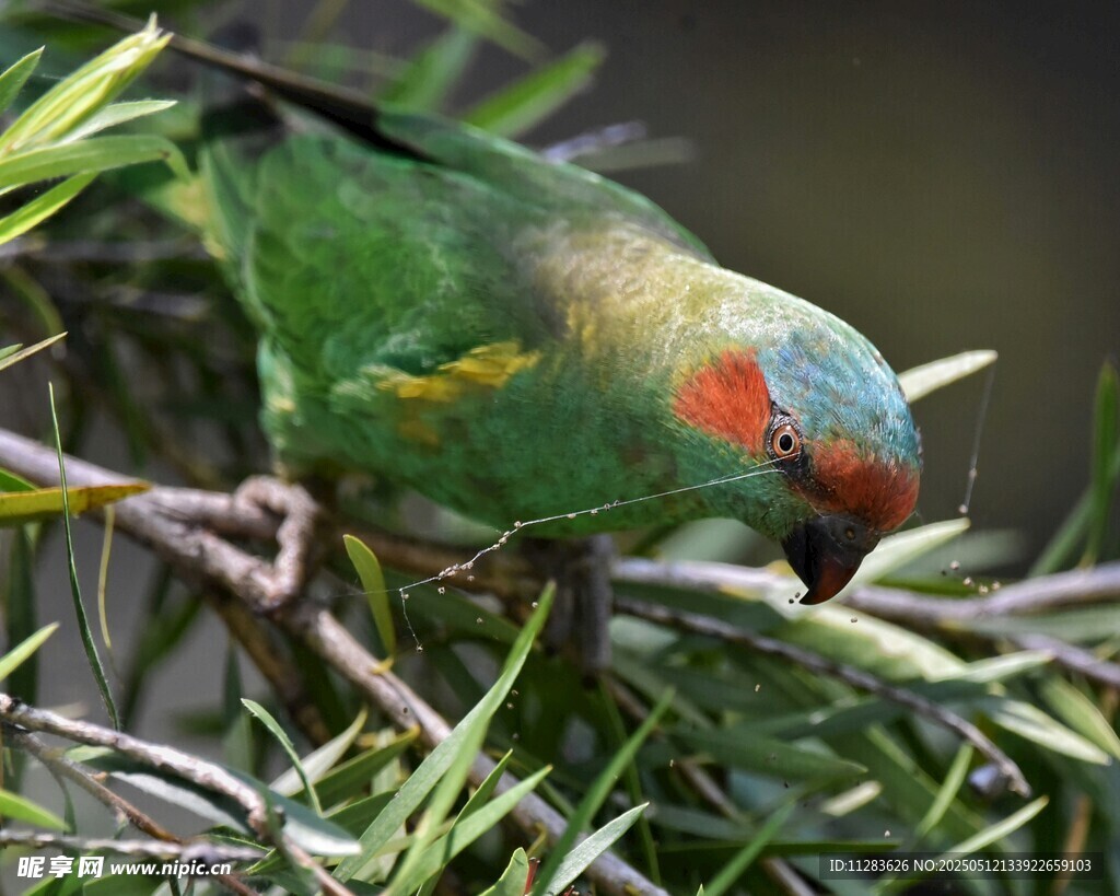 多彩鹦鹉栖息绿植间