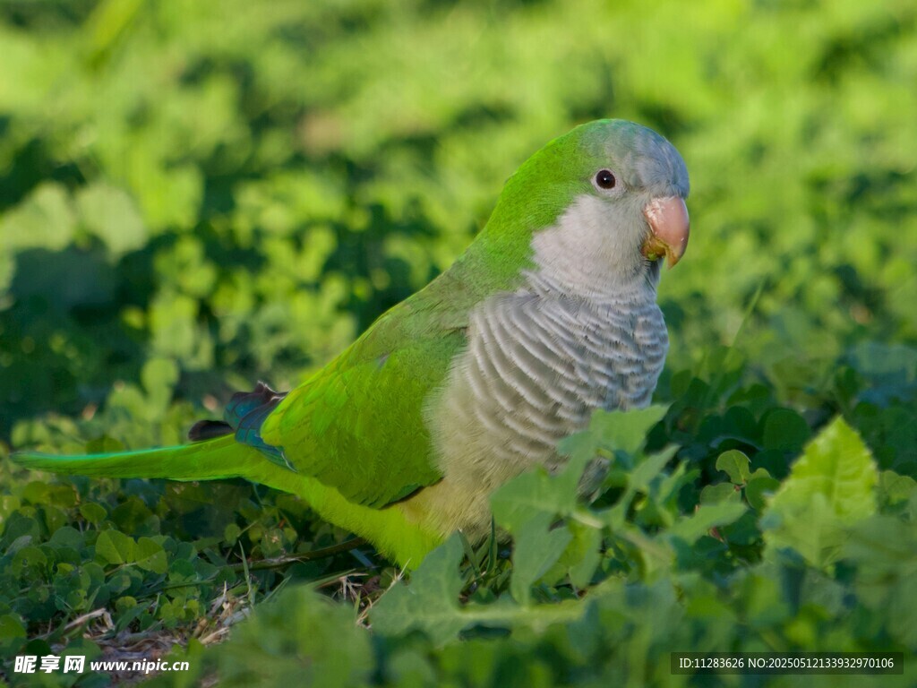 绿鹦鹉立于葱郁植物间