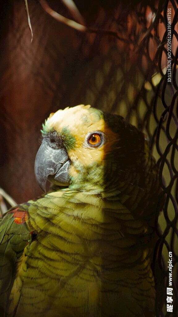 笼中鹦鹉