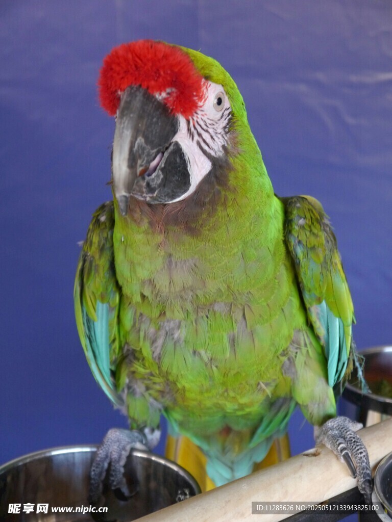 绿羽红冠鹦鹉特写