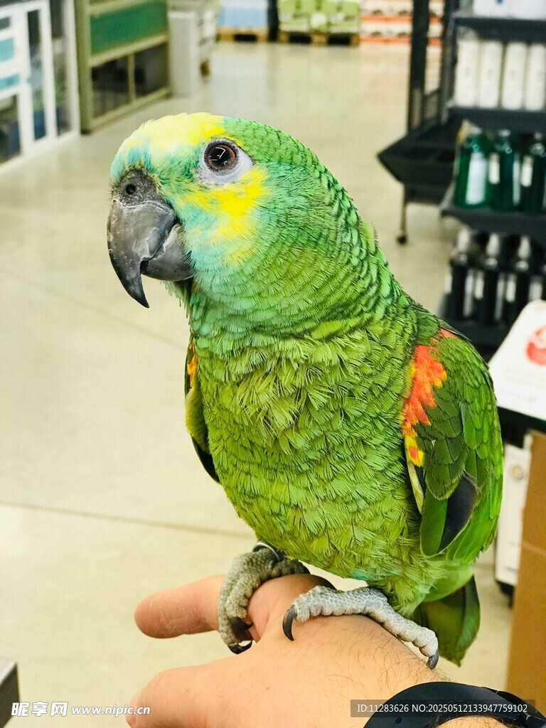 手托多彩鹦鹉