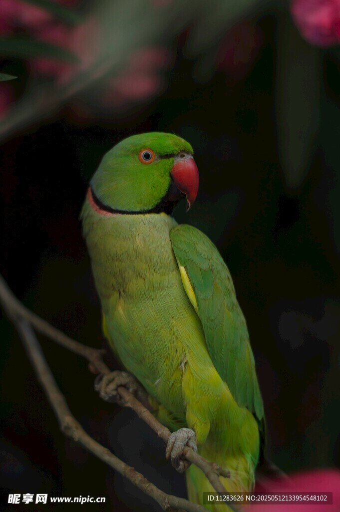 枝头绿鹦鹉