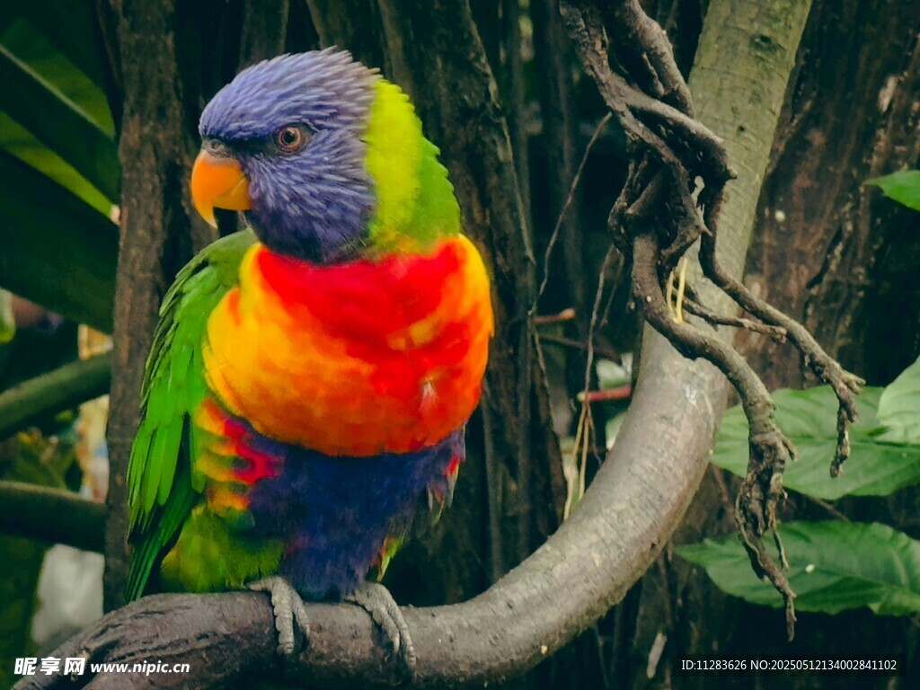 多彩鹦鹉栖息枝头