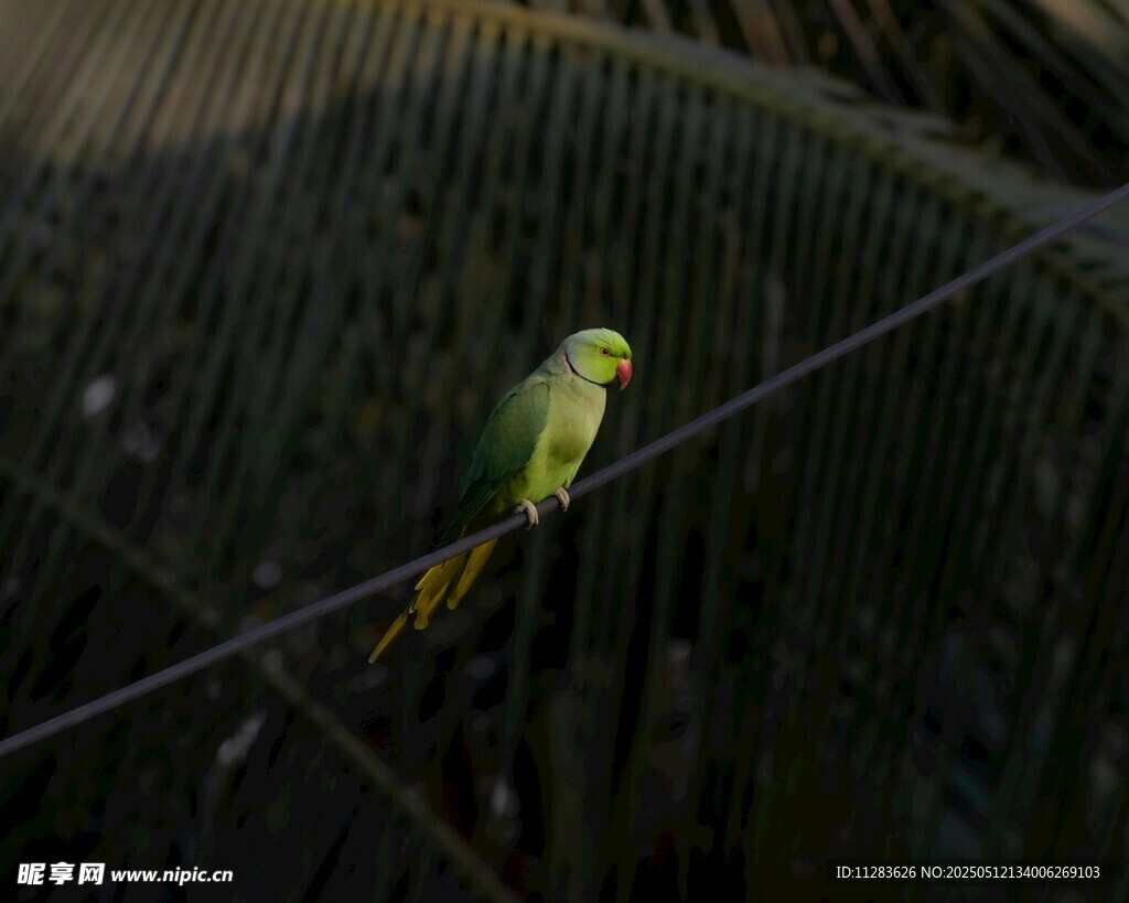 绿鹦鹉栖息于电线上