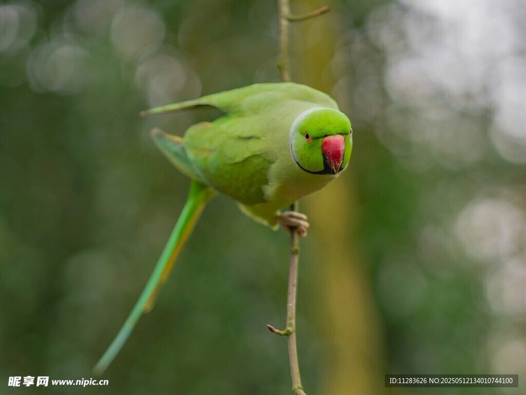 翠绿鹦鹉栖息枝头