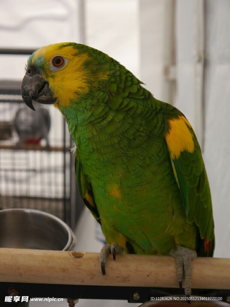 黄绿鹦鹉栖于木杆上