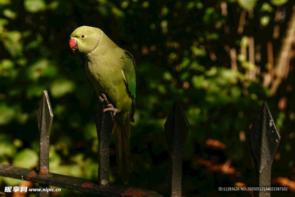 绿鹦鹉立于围栏上