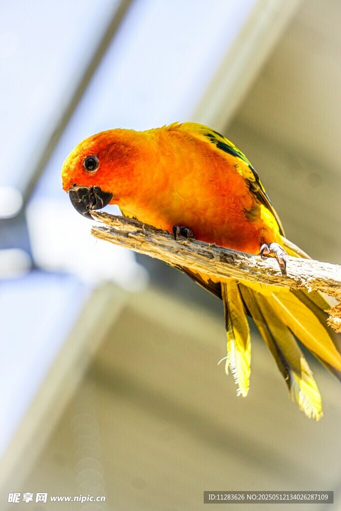 橙黄鹦鹉栖于枝头