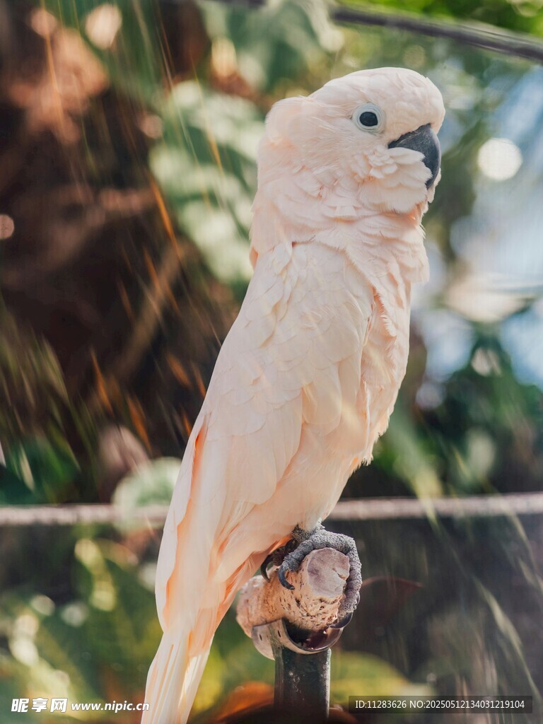 白鹦鹉栖息于枝头