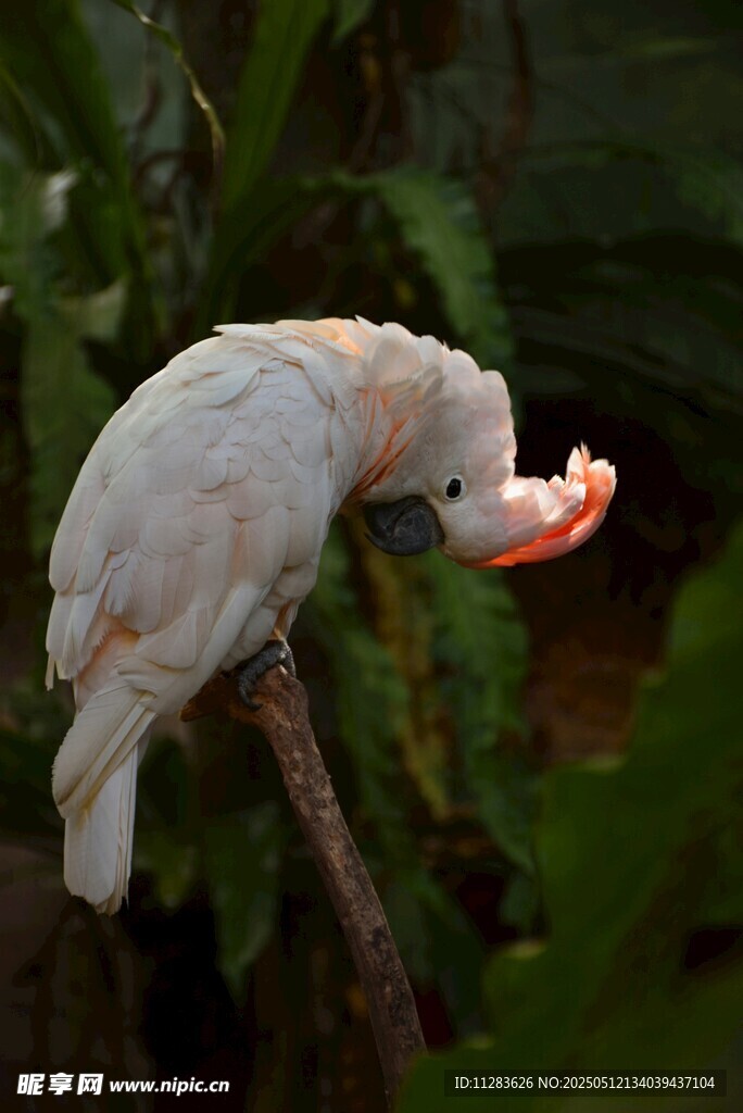 白鹦鹉枝头进食