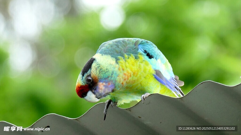 彩羽小鸟栖息金属边缘