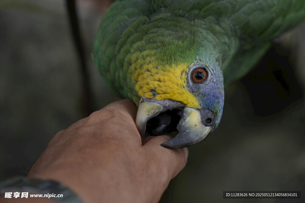 人与鹦鹉亲密互动瞬间