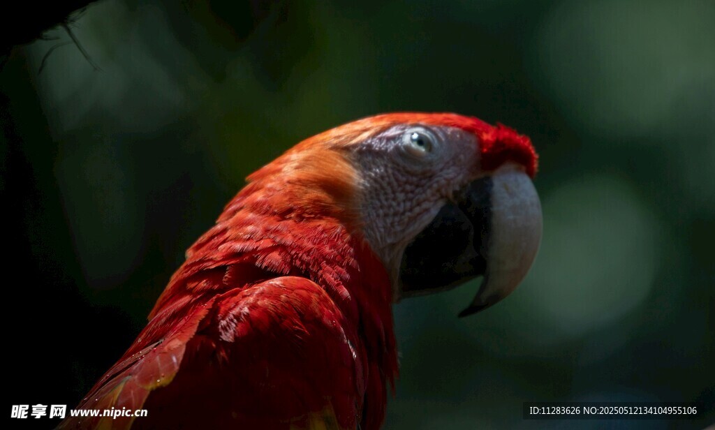 鲜艳红鹦鹉特写