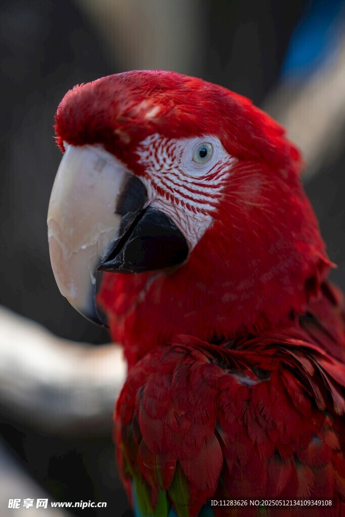 鲜艳红鹦鹉特写