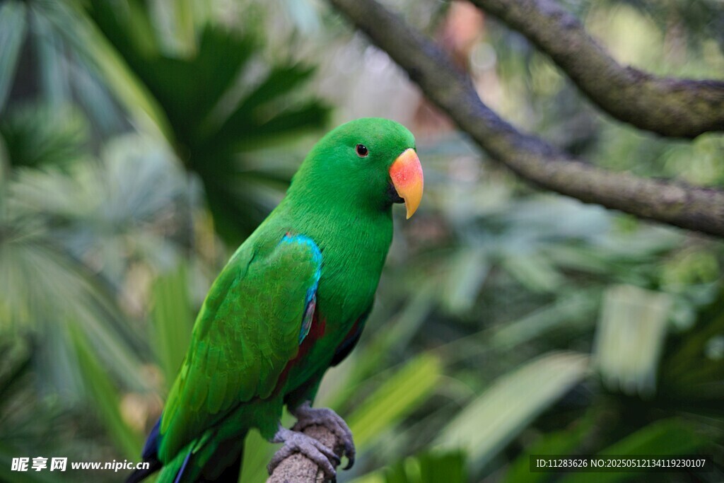 翠绿鹦鹉栖息枝头