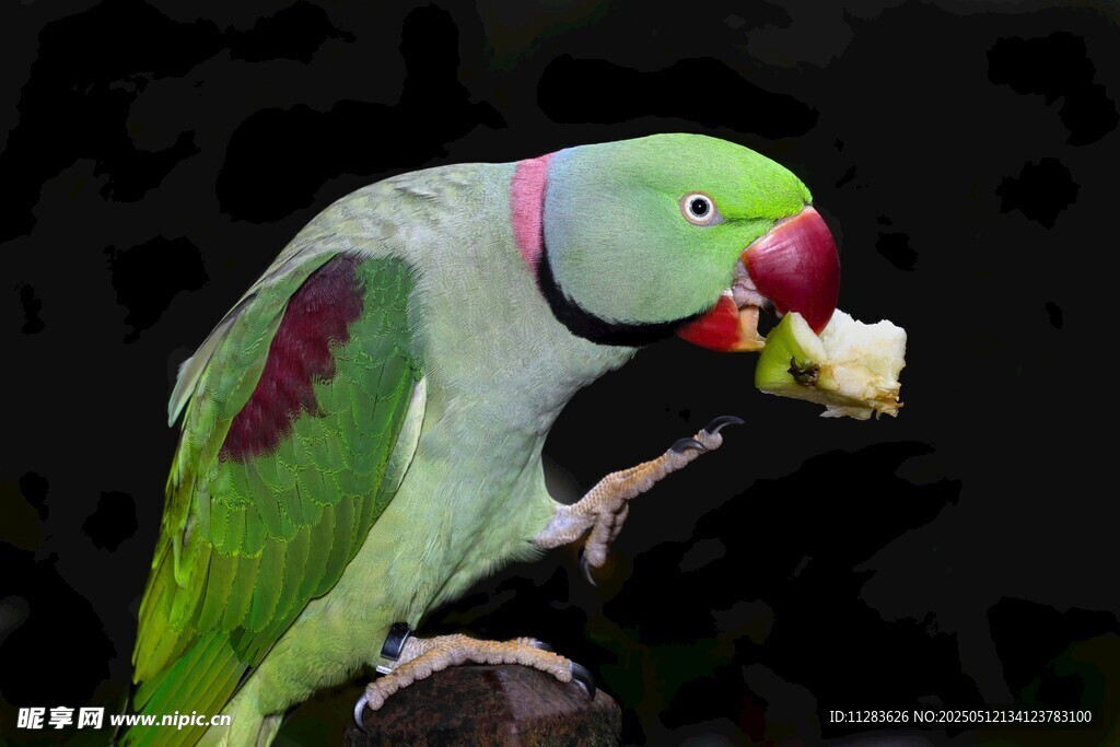 绿鹦鹉进食瞬间