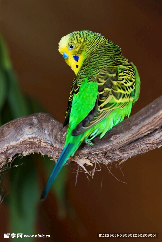 枝头绿鹦鹉