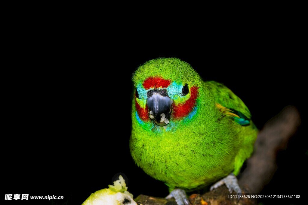 翠绿鹦鹉栖息枝头