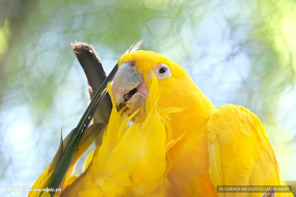 金黄鹦鹉展示鲜艳羽毛