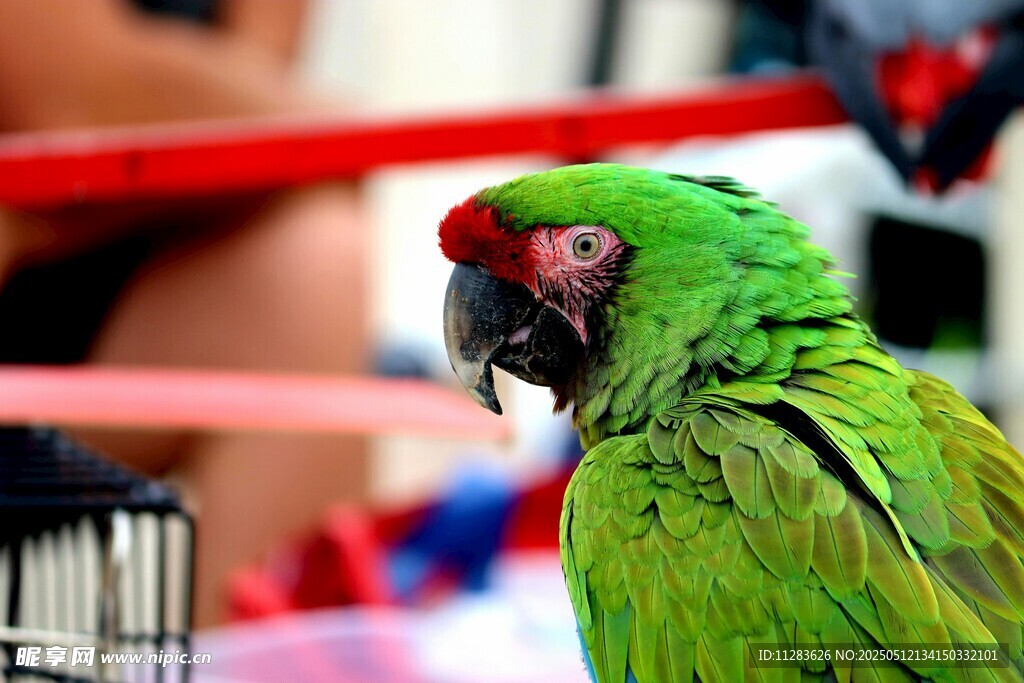 绿羽红冠鹦鹉特写