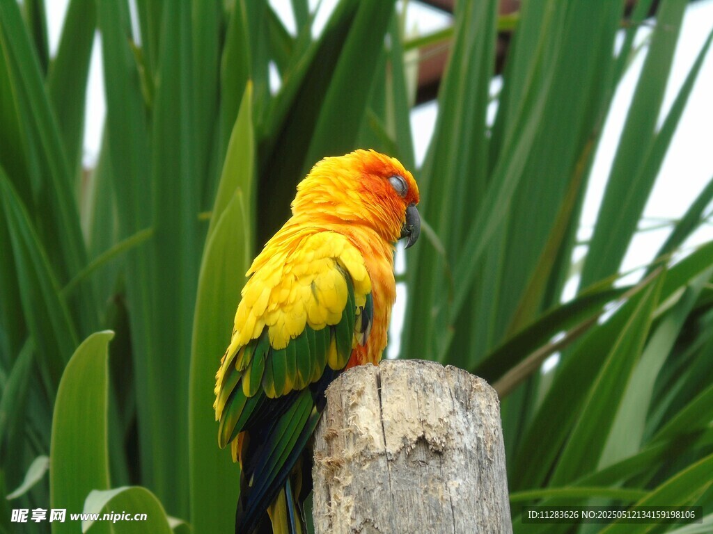 多彩鹦鹉立于绿植间