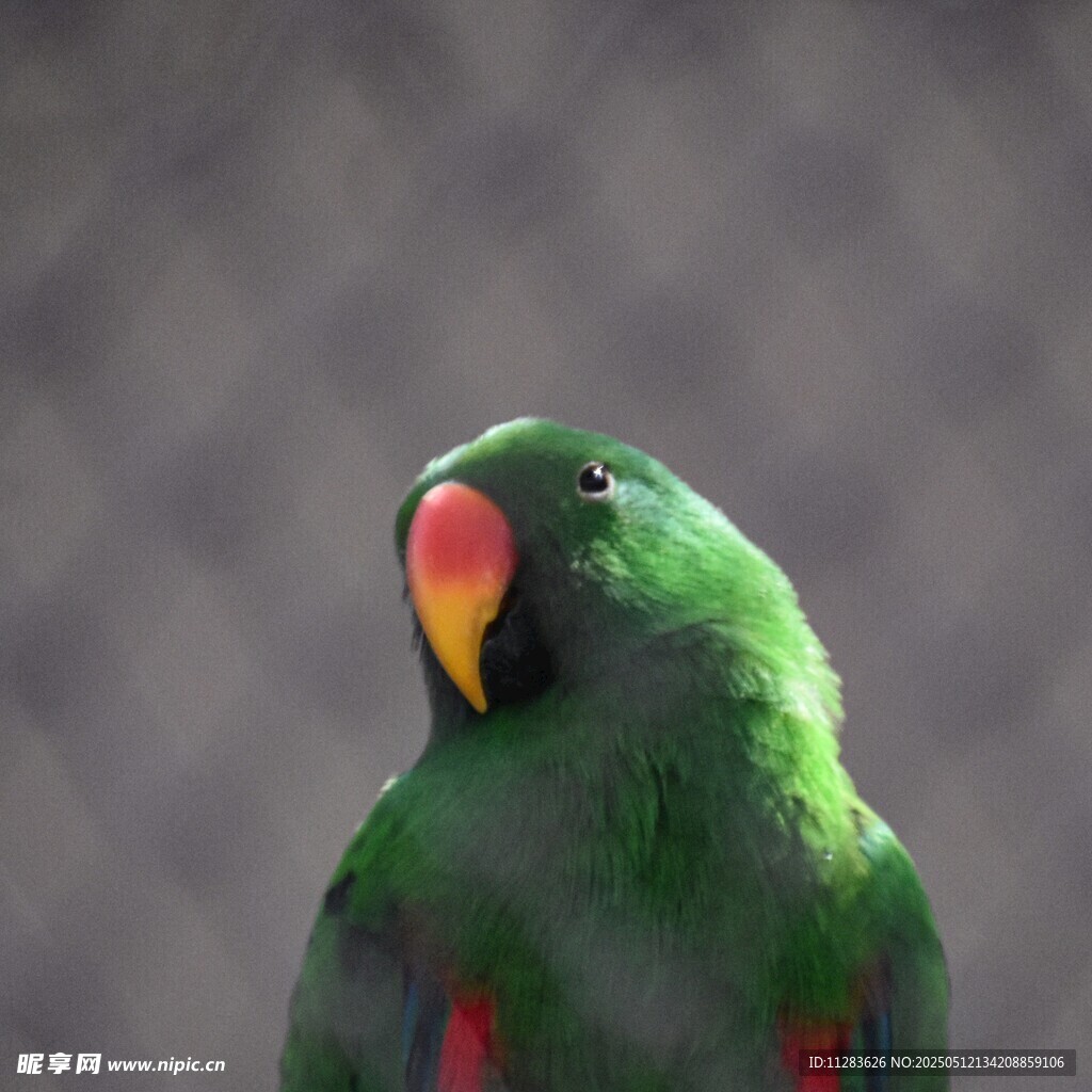 绿鹦鹉特写
