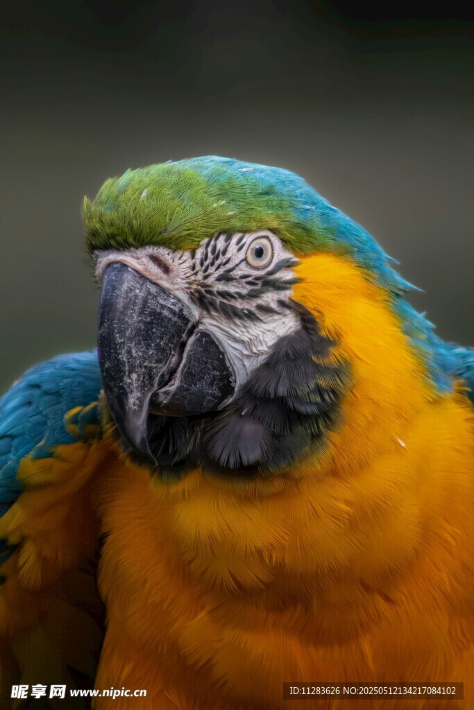 多彩鹦鹉特写