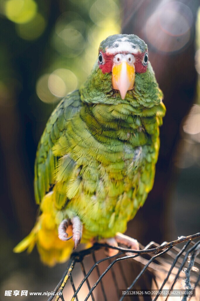 两只多彩鹦鹉栖于笼边
