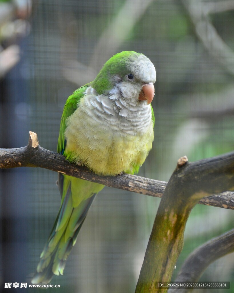 枝头绿鹦鹉