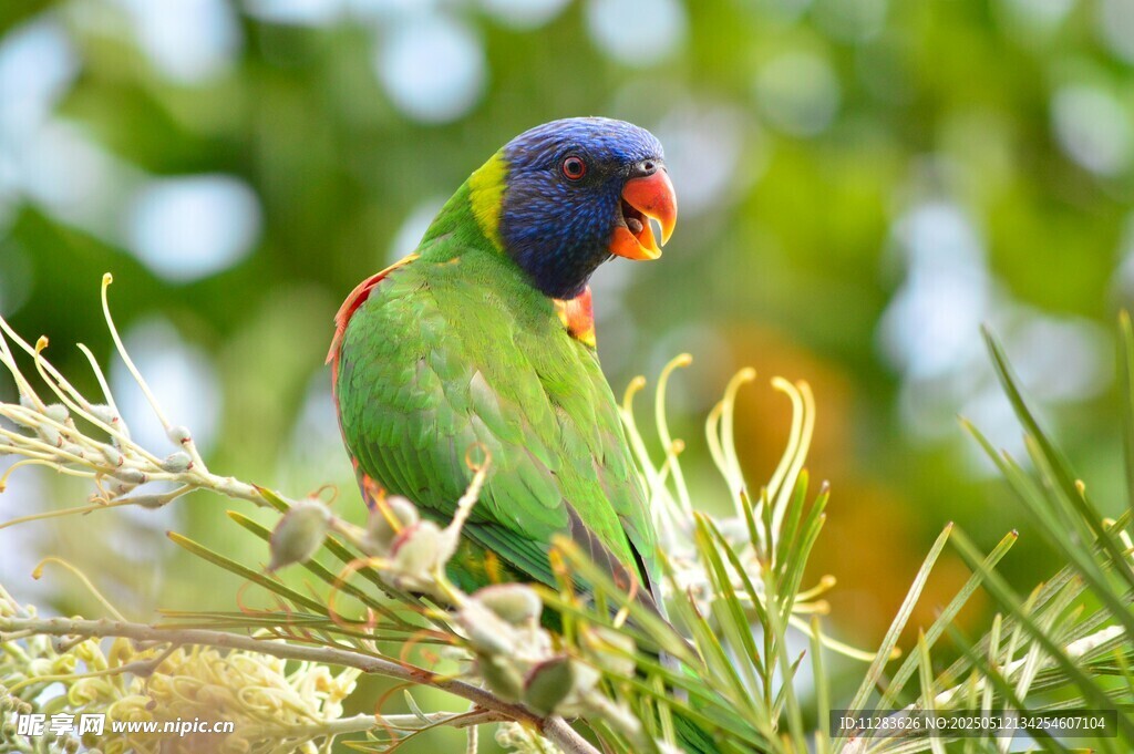 多彩鹦鹉栖息绿植间