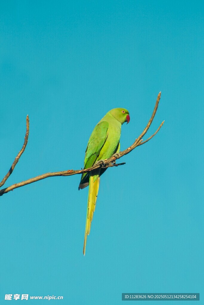 枝头绿鹦鹉