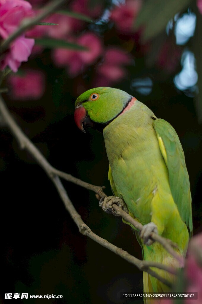 枝头绿鹦鹉