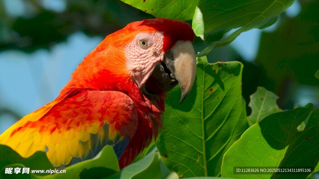 色彩艳丽的金刚鹦鹉