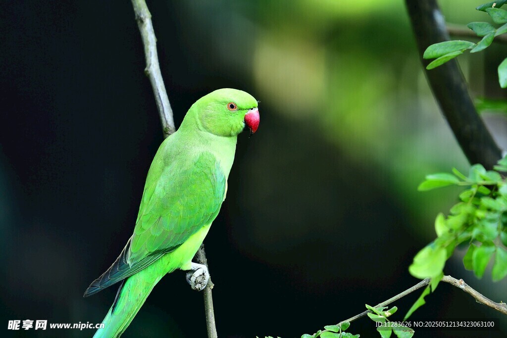 翠绿鹦鹉栖于枝头