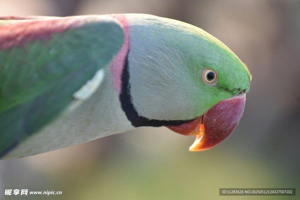 绿羽红喙鹦鹉特写
