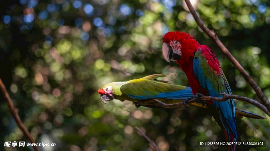 树枝上的多彩鹦鹉