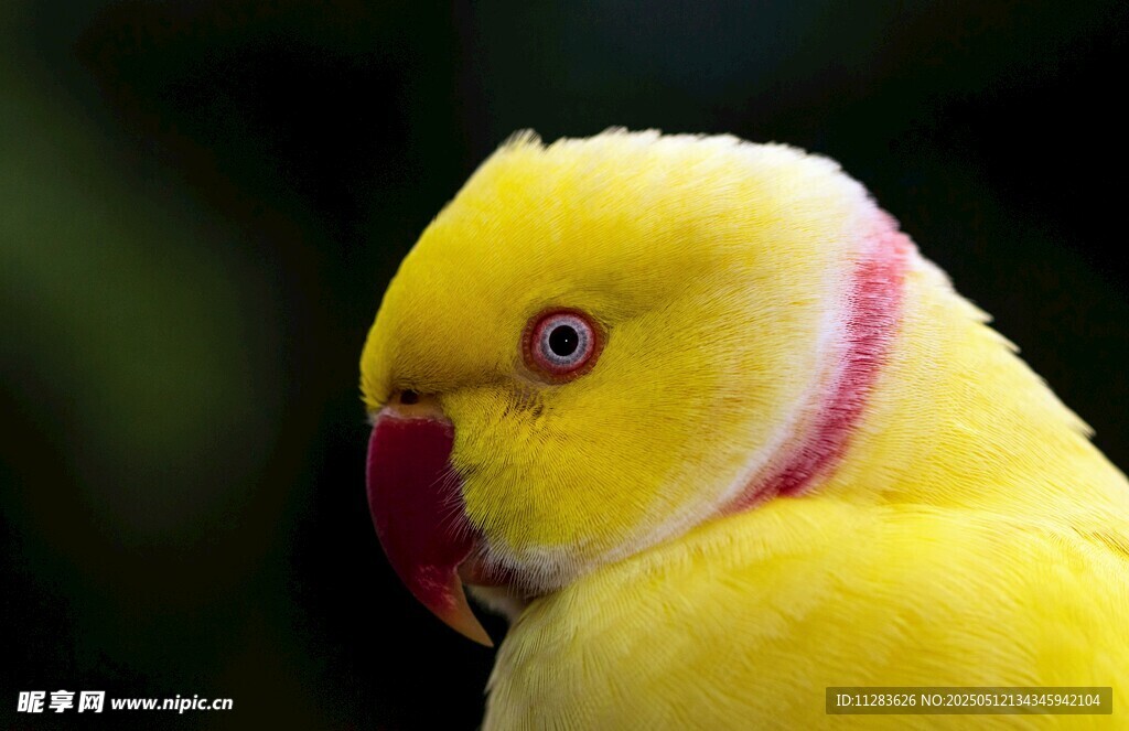黄羽鹦鹉特写