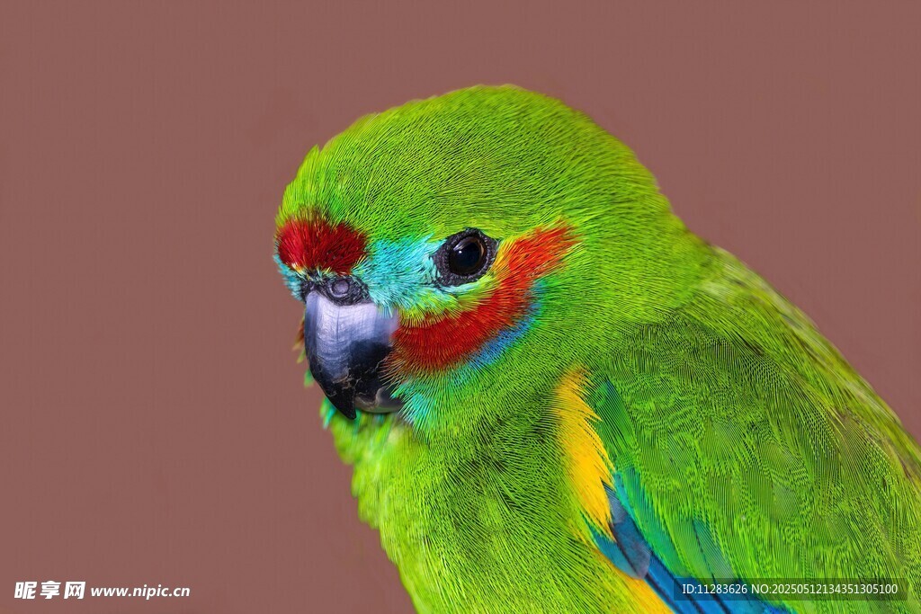 多彩鹦鹉特写