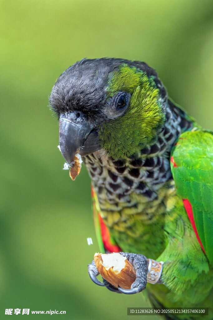 绿鹦鹉进食瞬间
