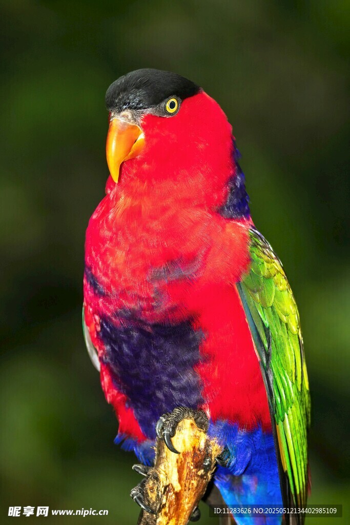 五彩斑斓鹦鹉特写