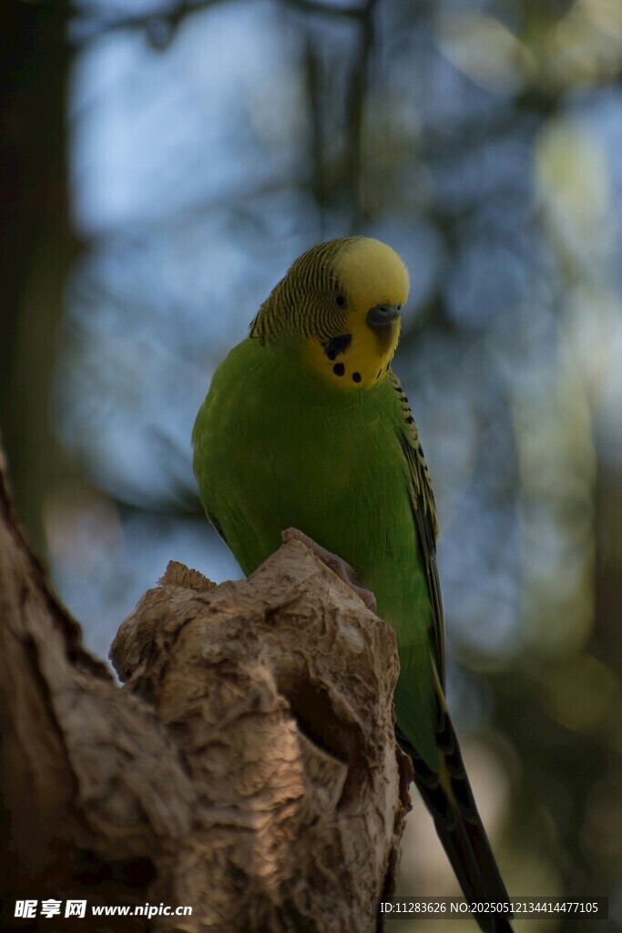 枝头绿鹦鹉