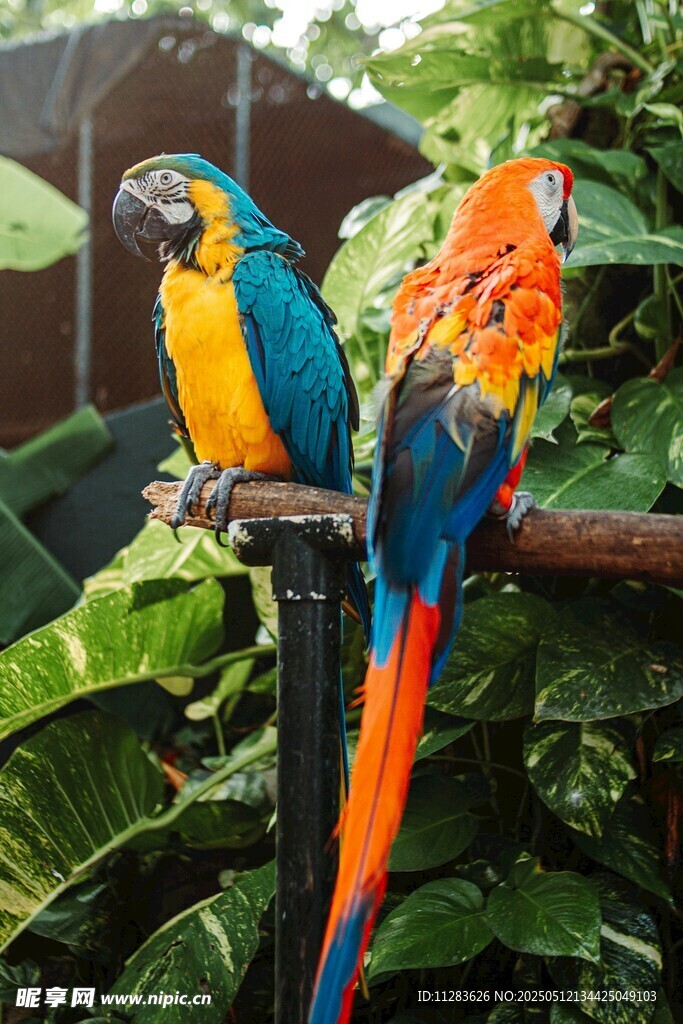 色彩斑斓的双鹦鹉