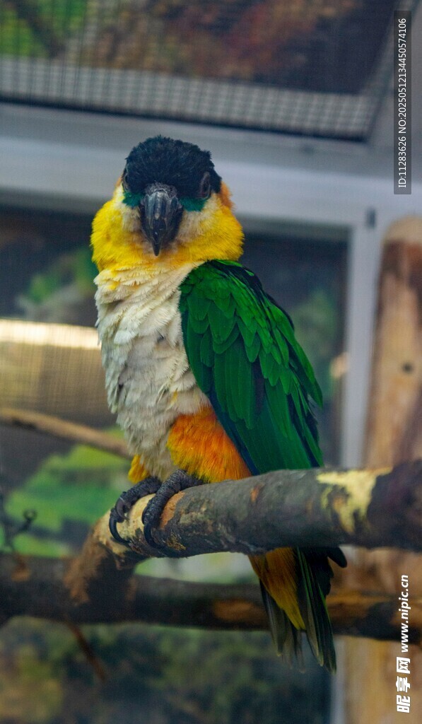 多彩鹦鹉栖息枝头