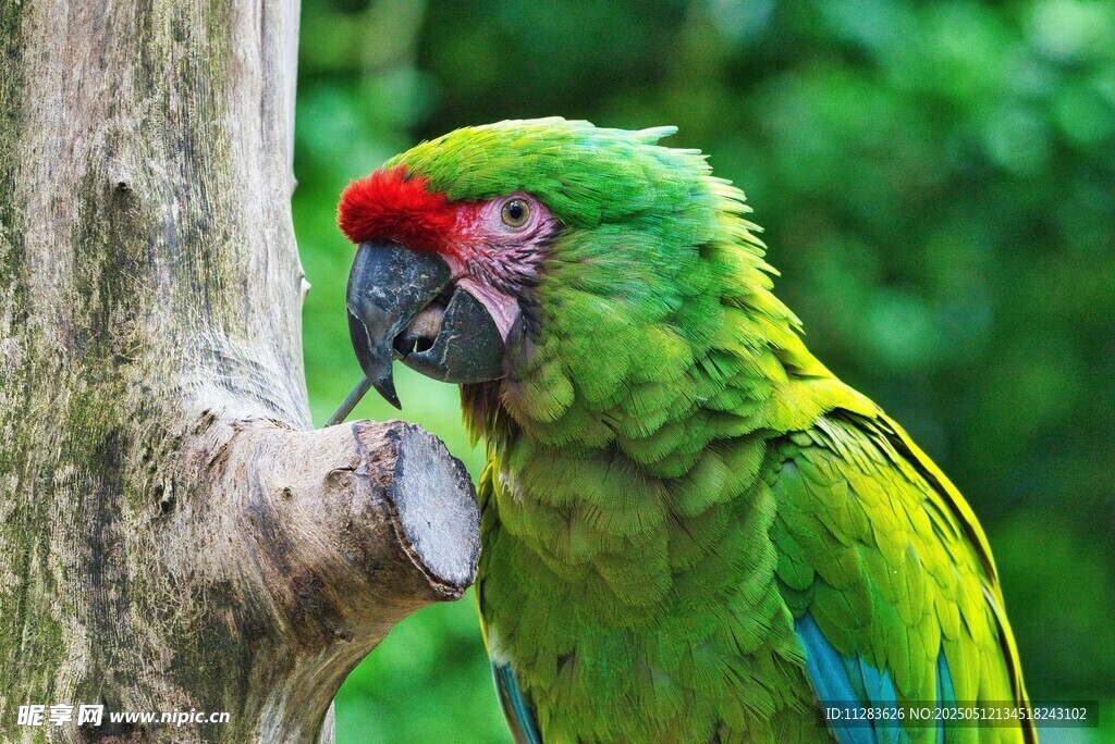 绿鹦鹉立于树干上