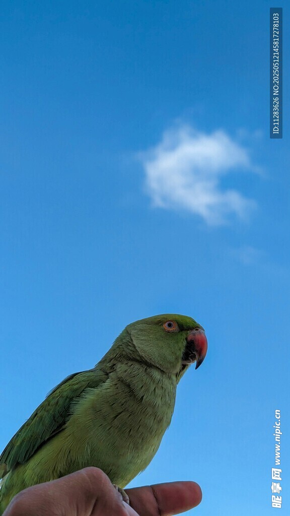 手托绿鹦鹉 蓝天伴白云