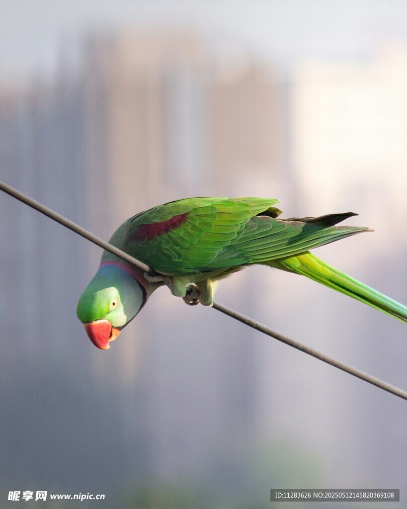 绿鹦鹉栖息于电线上