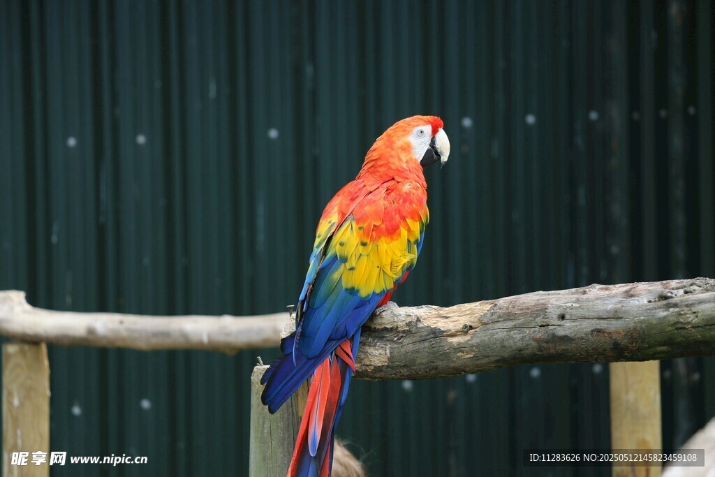 色彩斑斓鹦鹉栖息于木杆