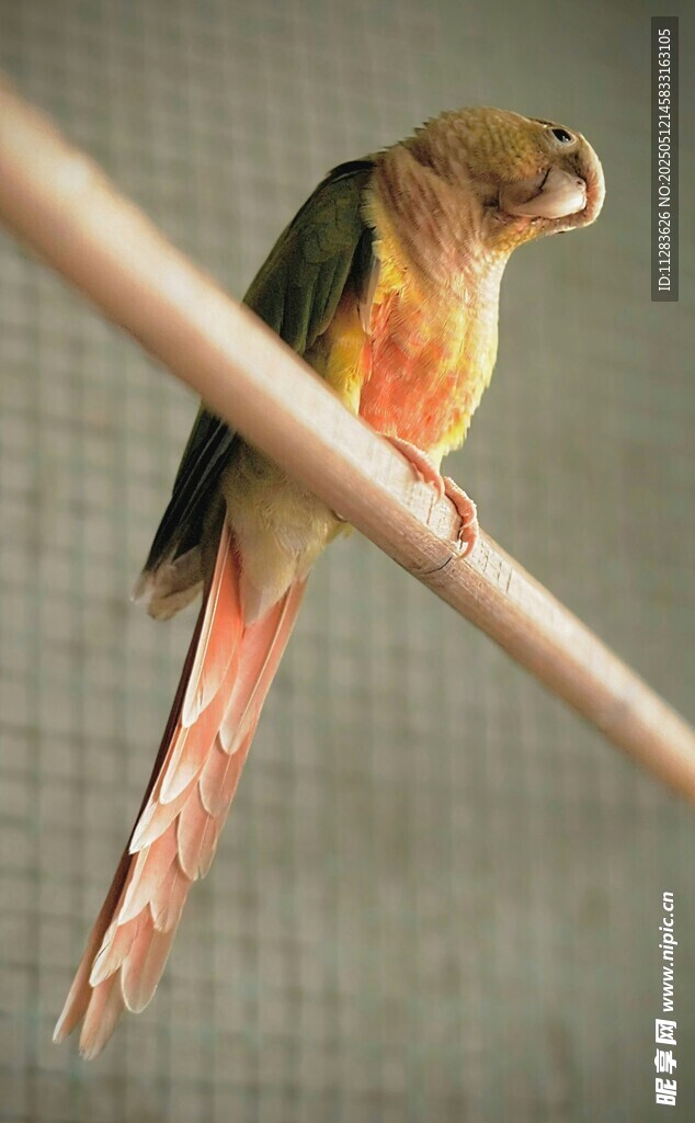 多彩鹦鹉栖于杆上