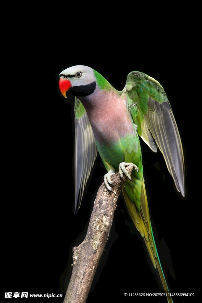 多彩鹦鹉栖于枝头展翼