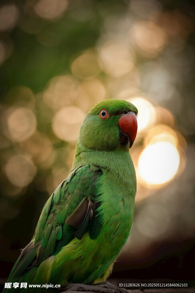 翠绿鹦鹉特写